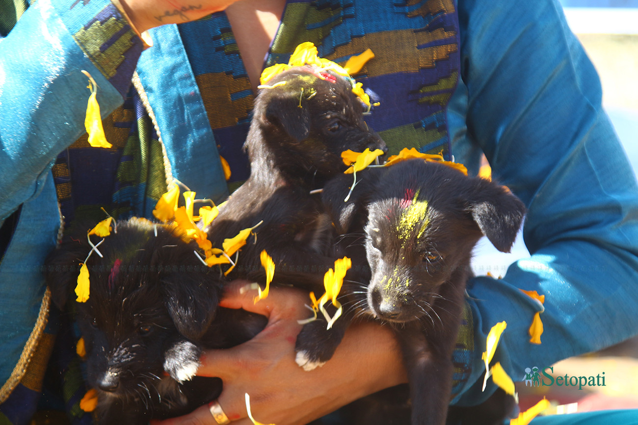 https://raracms.setopati.com/uploads/shares/2019/01/sujita/Kukur tihar  (1).jpg